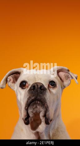 Portrait d'un chien Boxer blanc sur fond orange. Banque D'Images