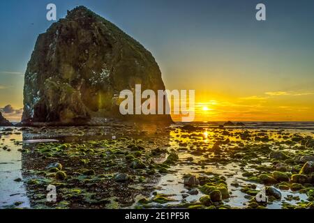 Jaune coloré Haystack Rock Low Tide pools Marine Garden Haystack Rock Canon Beach Clatsap County Oregon. Banque D'Images