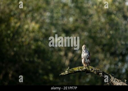 aigle faucon changeable ou à crête perché sur la branche dans la nature fond vert avec contact visuel chez jim corbett national parc ou réserve de tigre inde Banque D'Images