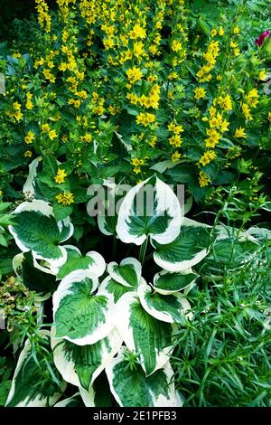 Lysimachia punctata Hosta croissant dans la limite herbacée vivace dans début de l'été Banque D'Images