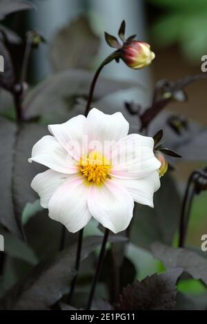 Dahlia 'Twyning's After Eight'. Fleur blanche unique bordée d'un feuillage rose violet profond. Banque D'Images