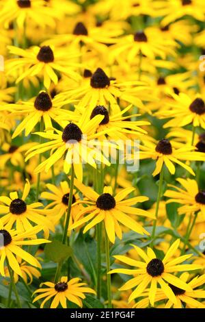 Variété de Rudbeckia fulgida sullivantii 'Goldsturm'. Conefolé 'Goldsturm', Echinacea 'Yellow Storm'.Rudbeckia 'Goldsturm'. susan Goldsturm aux yeux noirs Banque D'Images