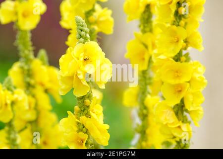 Verbascum phlomoides, mullein orange, verbascum australe, mullein laineux, bisannuel avec grand, le jaune bourré de près fleurit du début à la fin de l'été Banque D'Images