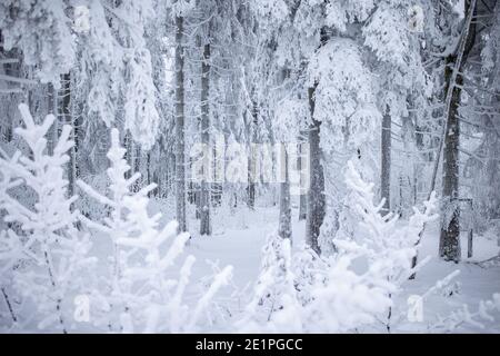 09 janvier 2021, Rhénanie-du-Nord-Westphalie, Winterberg : les arbres et les buissons sont couverts de neige et de glace. Après quelques conditions chaotiques dans les zones de sports d'hiver de l'Eifel ainsi que dans les Sauerland et les Bergisches Land au tournant de l'année, les autorités s'attendent à une nouvelle ruée ce week-end. Photo : Marcel Kusch/dpa Banque D'Images