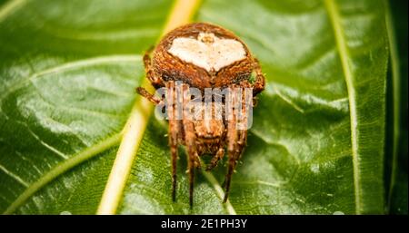Macro stock image - Jumping Spider sur les feuilles de gros plan. Photo macro du cavalier Spider sur fond vert isolé de la feuille verte. Banque D'Images