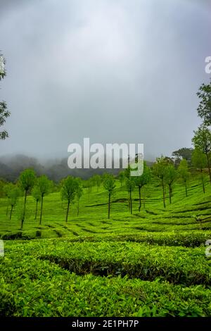 Plantation de thé Munnar. Meilleures usines de thé à Munnar, Kerala, Inde. Banque D'Images