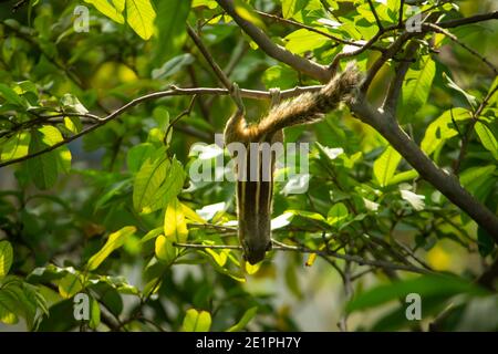 Écureuil suspendu et manger des fruits de Guava dans l'arbre de Guava. Joli écureuil indien de palmier suspendu à l'envers tandis que manger des fruits de Guava. Banque D'Images