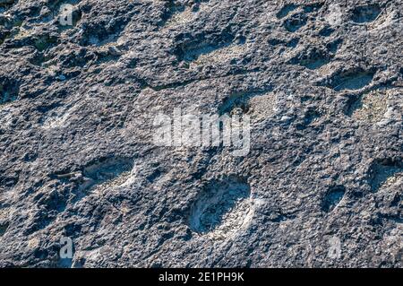 Ichnite, piste fossile, empreinte, Enteledon, Sant Mateu de Bages, Catalogne, Espagne Banque D'Images