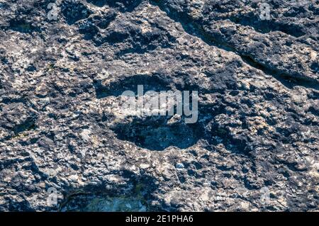 Ichnite, piste fossile, empreinte, Enteledon, Sant Mateu de Bages, Catalogne, Espagne Banque D'Images