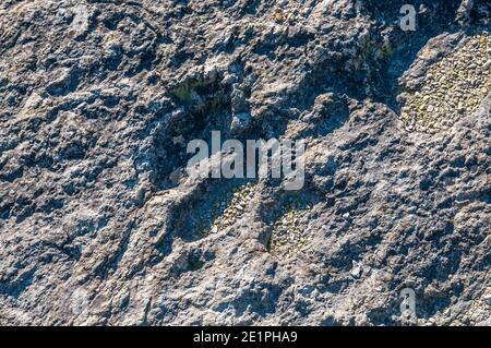 Ichnite, piste fossile, empreinte, Enteledon, Sant Mateu de Bages, Catalogne, Espagne Banque D'Images