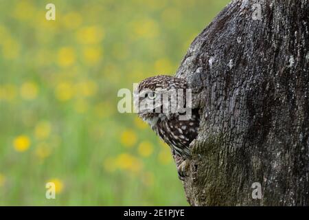 Petit hibou (Athene noctua), contrôlé, Cumbria, Royaume-Uni Banque D'Images