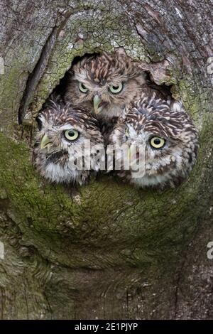 Little owls (Athene noctua), contrôlé, Cumbria, Royaume-Uni Banque D'Images