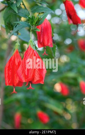 Belles fleurs rouges de Weigela gros plan Banque D'Images