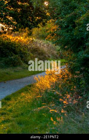 Bois près de Darnley Mausolée Cobham au coucher du soleil Banque D'Images