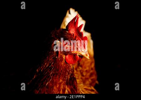 Poulet brun sur fond noir - gros plan - portrait détaillé Banque D'Images