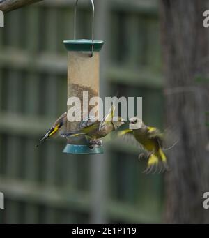 Wimbledon, Londres, Royaume-Uni. 9 janvier 2021. Deux Greenfinches rivalisent agressivement pour l'espace sur un mangeoire à oiseaux de jardin par temps froid. Crédit : Malcolm Park/Alay Live News. Banque D'Images