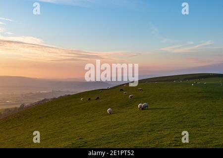 Moutons paissant sur une colline de South Downs en hiver après-midi Banque D'Images