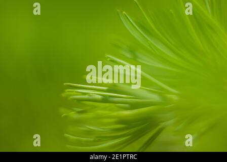 fond vert vif Banque D'Images