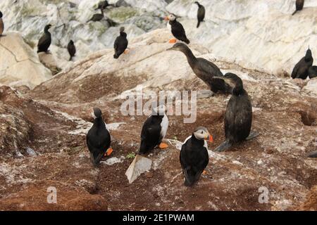 Oiseaux de macareux sauvages dans leur habitat naturel à Hornøya, Norvège Banque D'Images