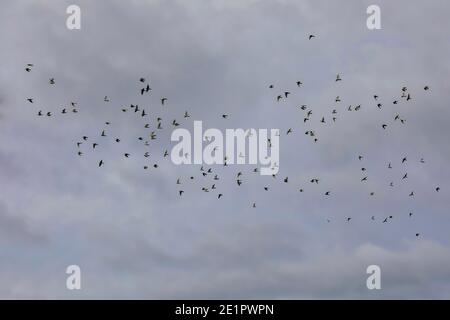 Floqué de colombes volant haut dans le ciel. Image de stock. Banque D'Images