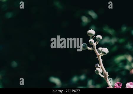 Fleur de rosacée de rubus ulmifolius illuminée par la lumière du soleil dans le champ Banque D'Images