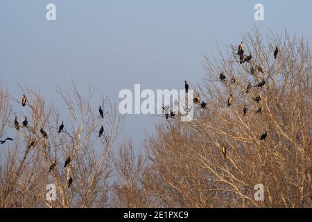 Colonie de cormorans assis sur les branches d'un arbre. Faune Banque D'Images