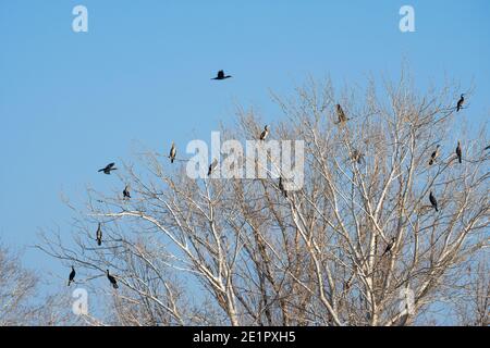 Colonie de cormorans assis sur les branches d'un arbre. Faune Banque D'Images