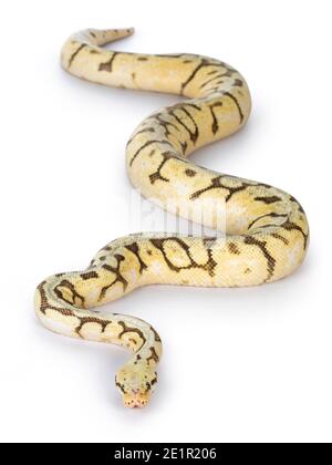 Vue de dessus de l'adulte de Killerbee Ballpython alias Python Regius. Isolé sur fond blanc. Banque D'Images