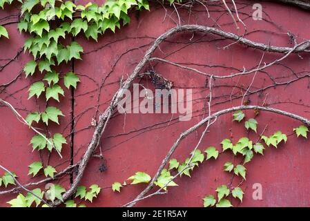 Branches d'une vigne grimpante de raisins sauvages avec du vert feuilles sur un mur bordeaux Banque D'Images