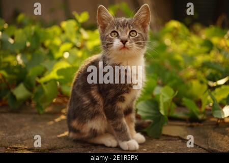 Un chaton de tortue se trouve près des feuilles de raisin vert frais et regarde vers le haut. Vue latérale. Animaux de compagnie mignons. L'animal de compagnie se repose dans le jardin. Banque D'Images