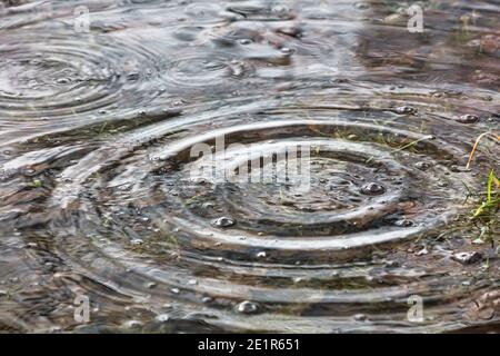 Gros plan d'une flaque sous la pluie avec ondulations circulaires. Banque D'Images