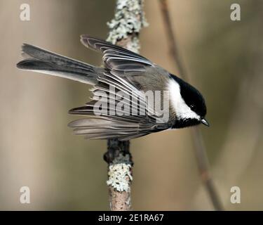 Chickadee gros plan perché sur une branche avec des ailes étalées avec un arrière-plan flou dans son environnement avec des ailes, plumage de plumes. Image. Banque D'Images