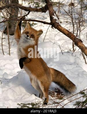 Renard roux debout sur les jambes et regardant la caméra pendant la saison d'hiver dans son environnement et son habitat avec de la neige et des branches arrière-plan. Banque D'Images