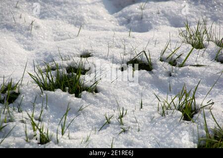 herbe d'hiver couverte de reflets de neige blanche au soleil d'hiver Banque D'Images