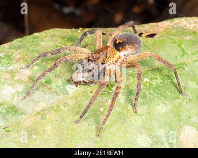 Araignée errante (famille des Ctenidae) mangeant un insecte la nuit dans la forêt tropicale, en Équateur Banque D'Images