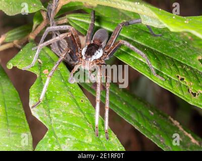 Araignée errante mâle (famille des Ctenidae) avec de longs pedipalps dans le sous-étage de la forêt tropicale, Équateur. Banque D'Images