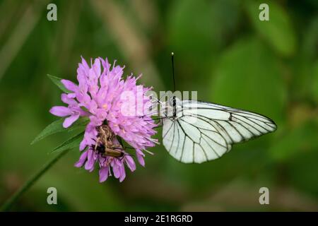 а de beaux papillons blancs sur la fleur - Aporia crataegi. Une araignée a attrapé un coléoptère. Banque D'Images