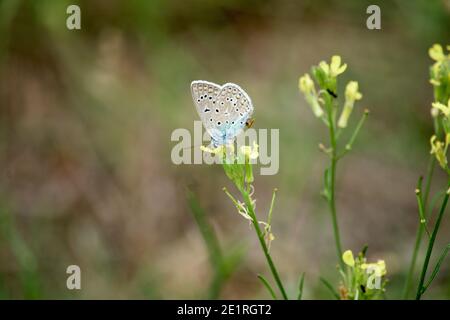 Le papillon bleu houleux (Celastrina argiolus) sur une tige d'herbe Banque D'Images