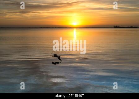 Vue panoramique d'un pélican qui traverse la rivière Saint-Sébastien avec le lever du soleil en arrière-plan à Sebastian, en Floride. Banque D'Images