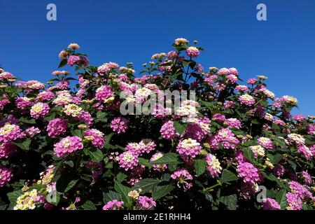 Arbustes fleuris Lantana camara Lantana fleurs Banque D'Images