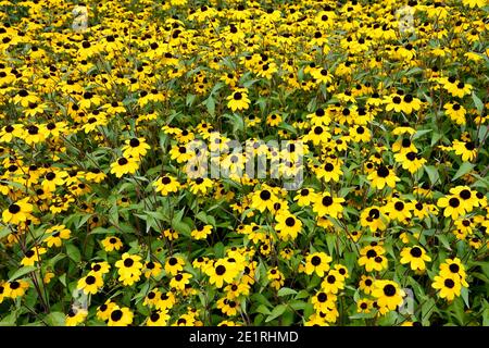 Rudbeckia triloba. Fleurs de Susan aux yeux bruns Banque D'Images