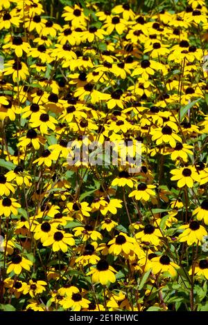 Rudbeckia triloba. Fleurs de Susan aux yeux bruns Banque D'Images