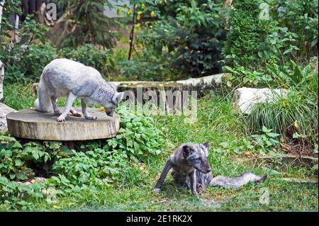 Paire de renards sauvés de la ferme à fourrure - renard argenté et renard polaire, sanctuaire pour animaux Banque D'Images