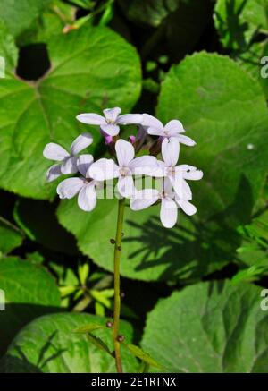 Coralroot Bittercress 'Cardamine bulbifer' Rose / lilas Fleurs, Rare, violet-brun bulbilles, Woodland, Sols Calcaires. Somerset.Royaume-Uni Banque D'Images