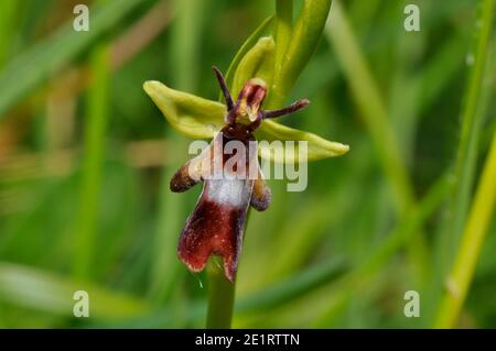 L'Orchidée Ophrys insectifera 'Fly' pousse sur les sols calcaires, fleurs de mai et juin,orchid, vulnérables, Wiltshire, Royaume-Uni, Banque D'Images