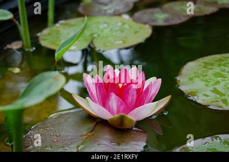 Gros plan d'un nénuphars rose à moitié ouvert dans un étang de jardin entouré de feuilles d'eau vertes. Le nom latin du nénuphars est nymphaea. Banque D'Images