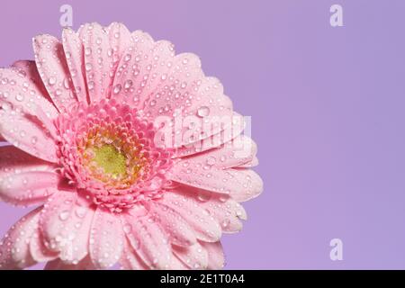 Fleur de Gerbera rose simple avec gouttes d'eau sur violet rose couleur de fond Banque D'Images