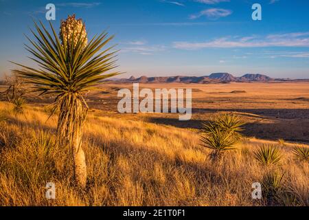 Chaîne de montagnes éloignée dans le désert de Chihuahuan, en pleine floraison de dagger yucca espagnol, vu au coucher du soleil depuis le point de vue dans le parc national de Davis Mountains, Texas, États-Unis Banque D'Images