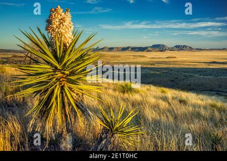 Chaîne de montagnes éloignée dans le désert de Chihuahuan, en pleine floraison de dagger yucca espagnol, vu au coucher du soleil depuis le point de vue dans le parc national de Davis Mountains, Texas, États-Unis Banque D'Images