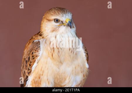 Un long foulard à pattes (Buteo Rufinus) de près montrant les plumes légères et le bec. Banque D'Images